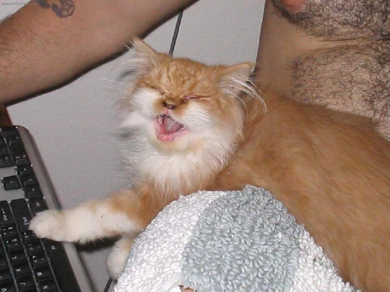 Foto: Pum�k za��n� surfovat - je�t� pod dohledem-j� chciii taaaky na interneeeeeet...! :-)