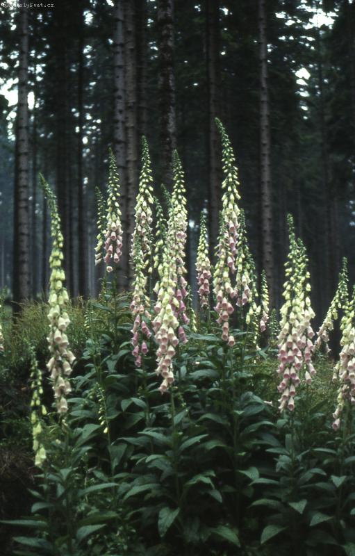 Foto: digitalis