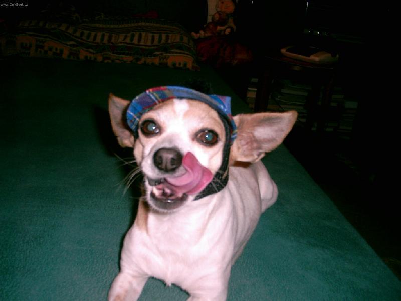 Foto: Mlsný čivavák :o)-Tady je naše psí potěšení Maxi při svém pravidelném psím &quot;sportu&quot; - honí ho mlsná :o)