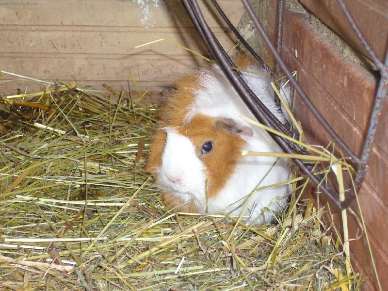 Foto: Na�e Ka�enka