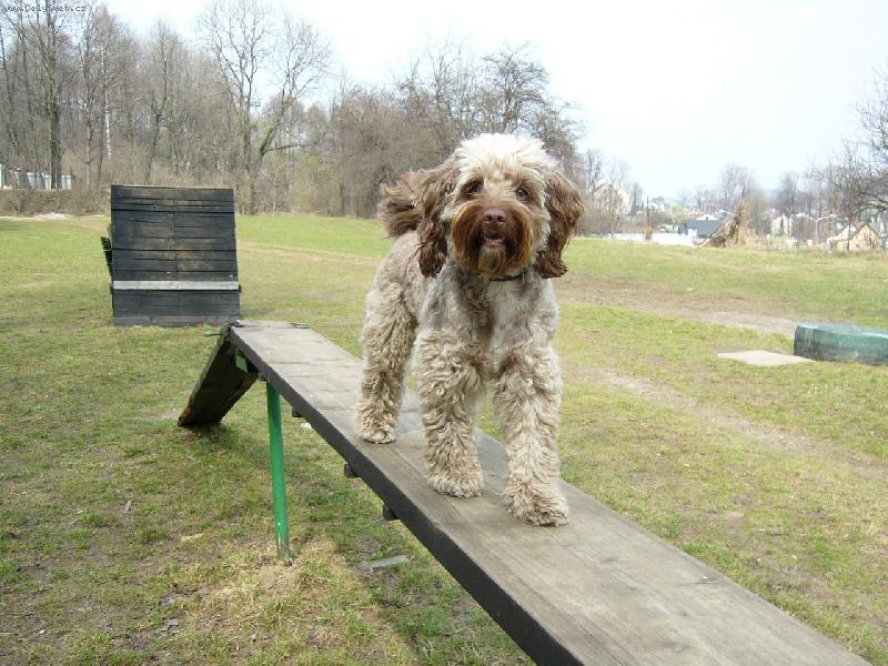 Foto: T�apka-moje obl�ben� p�ek�ka