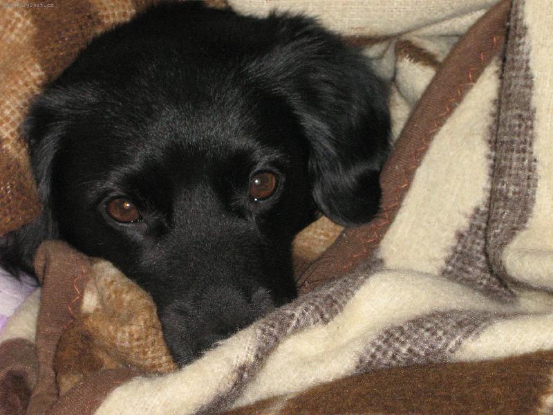 Foto: Ps� o�i-Den�sek