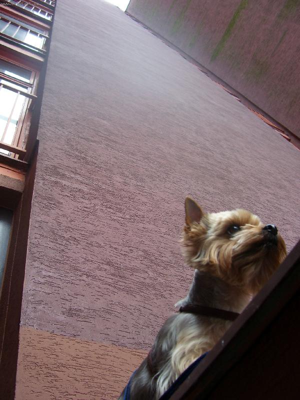 Foto: Mal� pes pod velk�m domem