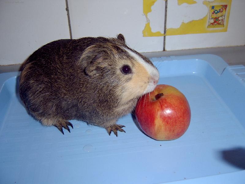 Foto: Muj Ry�anek-je to kr�sn� krasavec kter� se chst� sn�st jabl��ko!