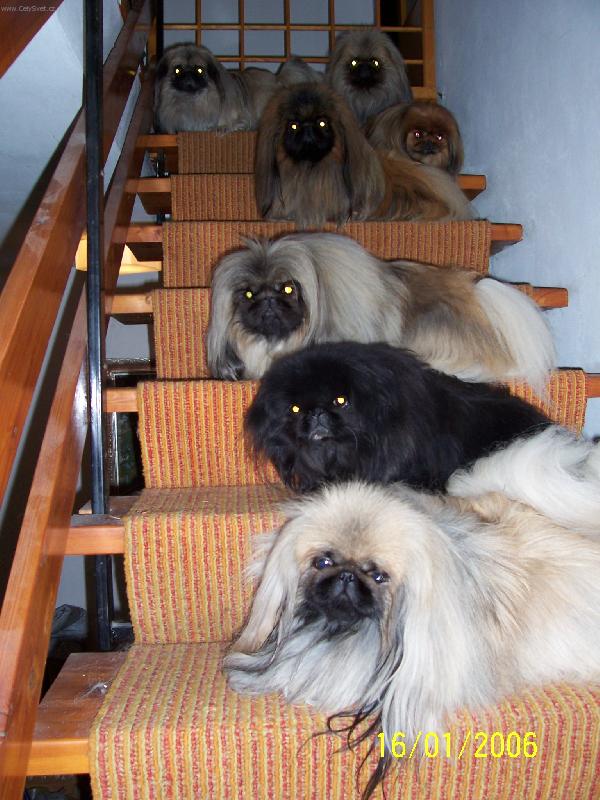 Foto: Moje schody do nebe-Moji chlupatí přátelé na mne čekají....
