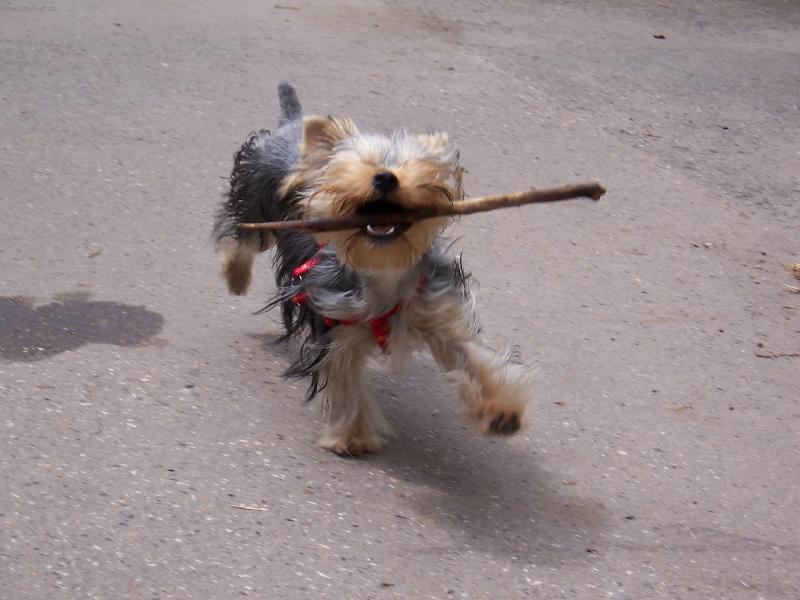 Foto: Sendy-Koukej jak s tim ute�u.