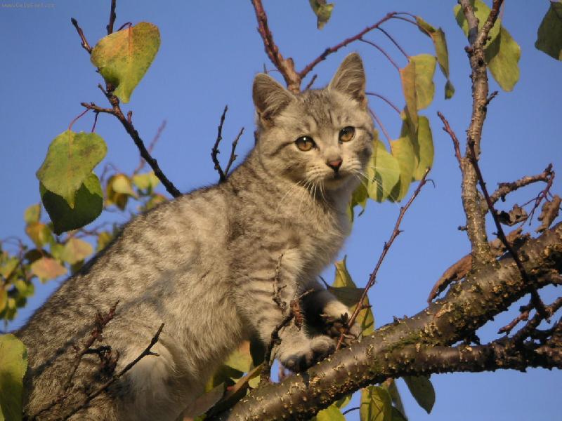 Foto: kot� na strom�