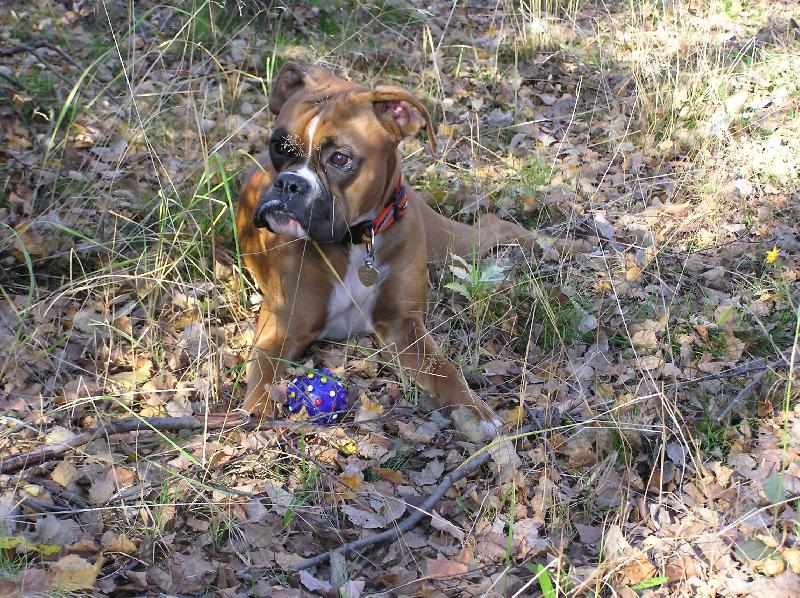 Foto: Aemi v brdských lesích-Aemi si hlídá míček