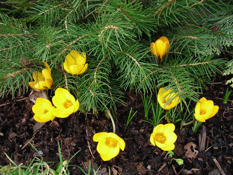 Foto: Prvn� jarn�