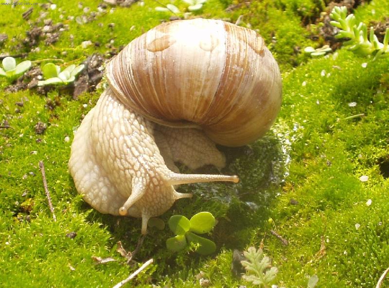 Foto: vykulen� �nek-jarn� �ok �neka