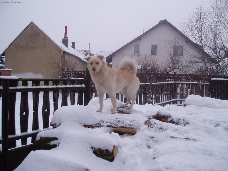 Foto: Hl�d�m a neboj�m se.-Krut� zima.