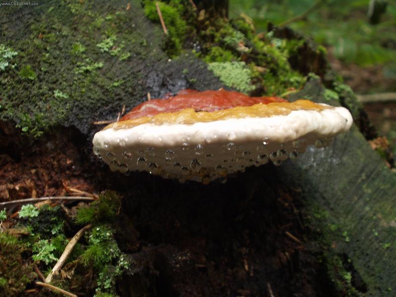 Foto: slz�c� choro�-i houba si n�kdy popl��e