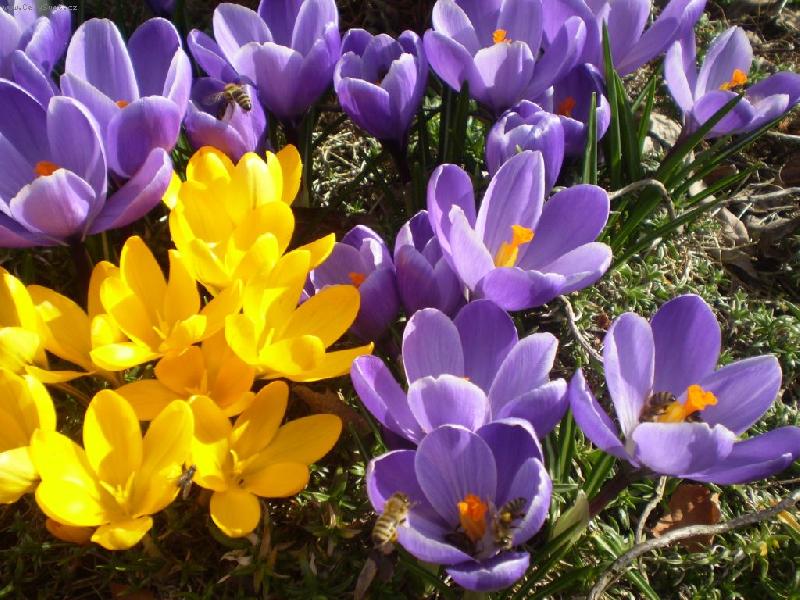 Foto: krokusky-piln� v�eli�ky..