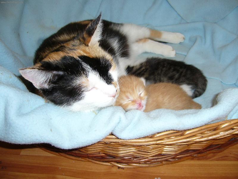 Foto: mate�sk� l�ska-je to kr�sn�, a� k pl��i, jak je to roztomil�