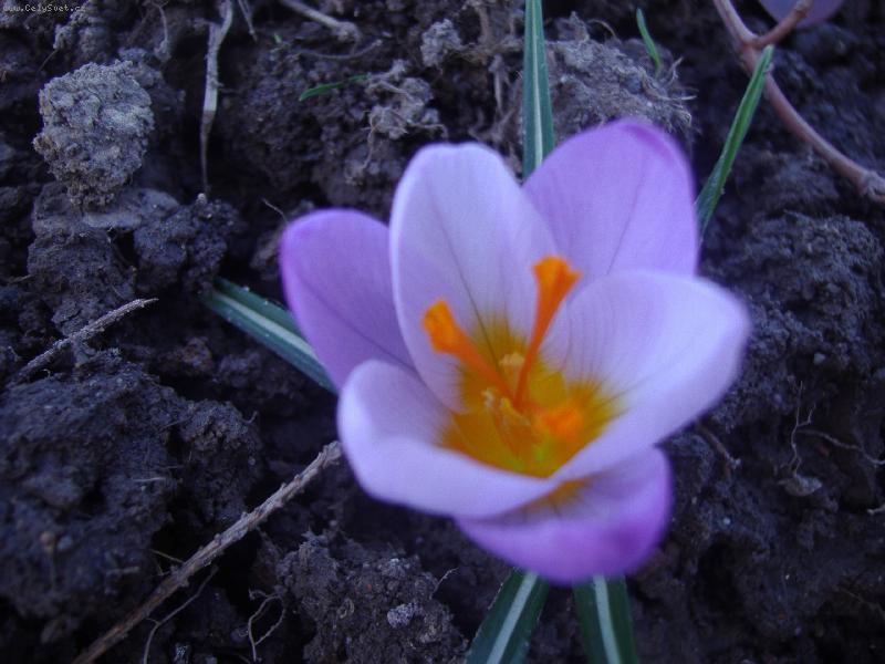 Foto: krokus-jeden z prvn�ch kv�tk�