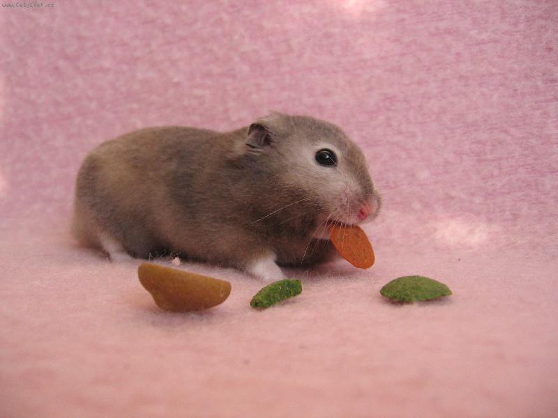 Foto: Krte�ek-Mlsn� k�e�ek zlat� Krte�ek