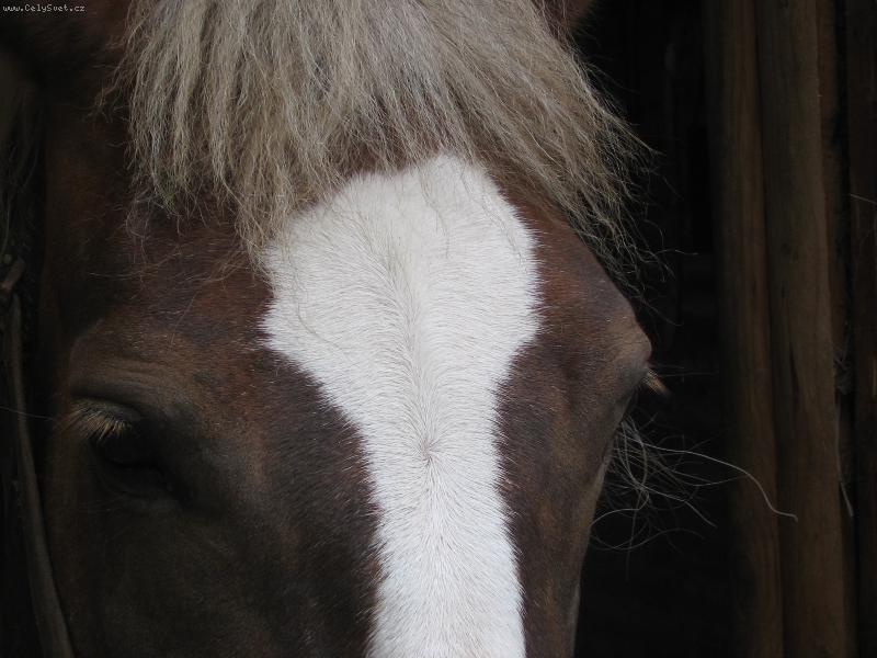 Foto: Ko�sk� tajemstv�-Oko norick�ho kon�