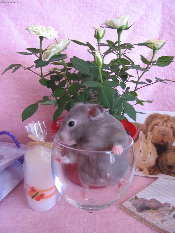 Foto: V�e nejlep��-K�e�ek Krte�ek