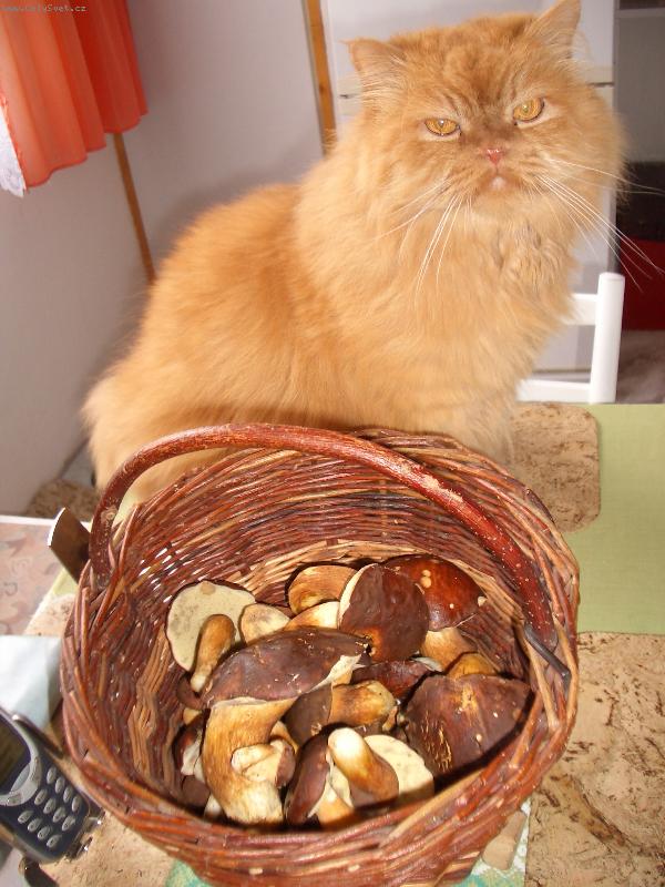 Foto: Alfi byl na houb�ch