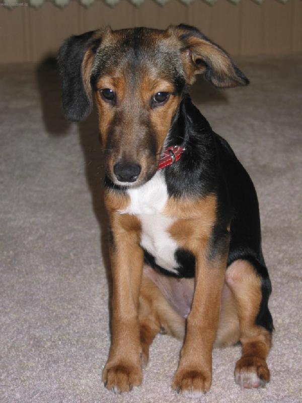 Foto: Jsem smutn�-Bobinka - 4 m�s�ce