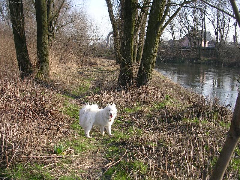 Foto: jarn� proch�zka s Ennginkou