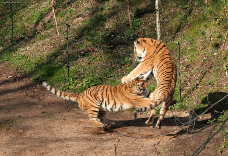 Foto: Velk� ko�ky-Jarn� hr�tky