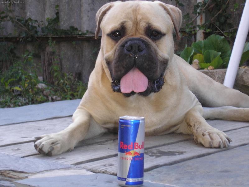 Foto: Redbull a Red Bull-N� Red�k se sv�m obl�ben�m n�pojem