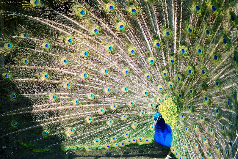 Foto: P�v z l�ce-ZOO Jihlava