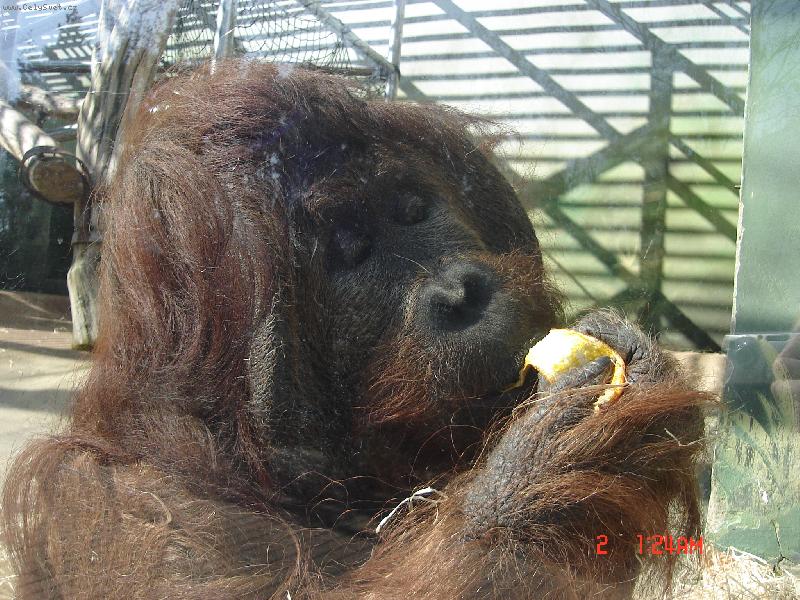 Foto: Orangutan ze zoo �st�-mn�am mn�am ovoce
