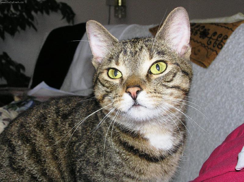 Foto: Kudl��ek-Spokojenost