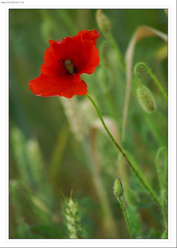 Foto: Vl�� m�k