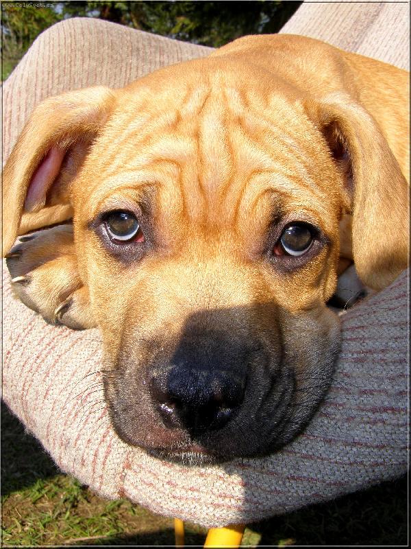 Foto: Bandog�nek Saur�nek-...copak?