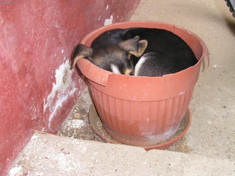 Foto: nov� pel�ek