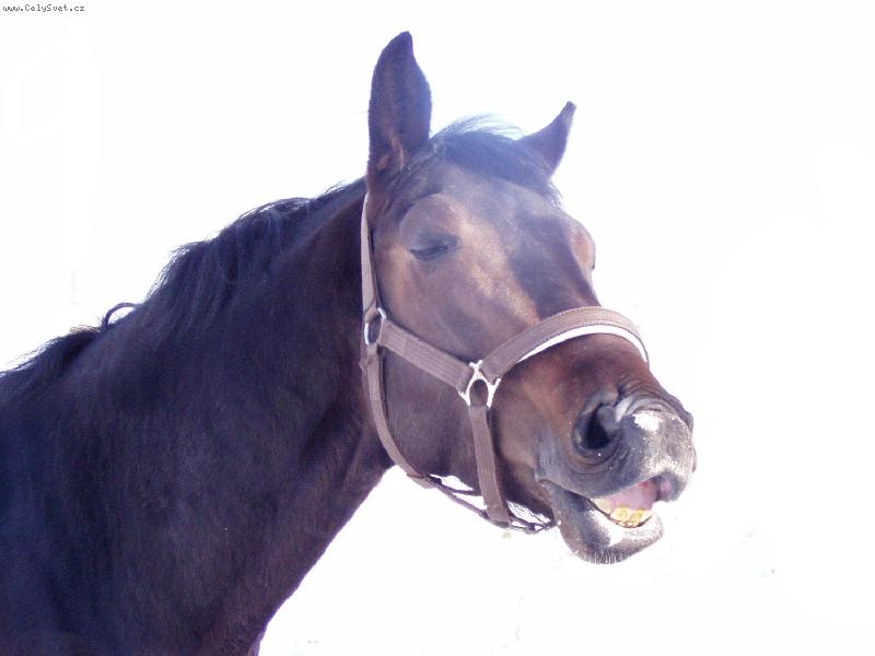 Foto: J��, copak dnes bude k ob�du?