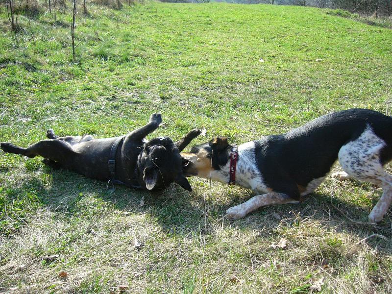 Foto: Blueberry-kam mn� to t����hne�??