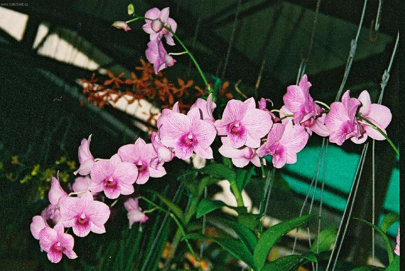 Foto: orchideje v Kuala Lumpur