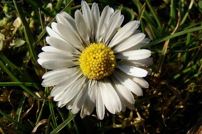 Foto: Kr�ska sedmikr�ska