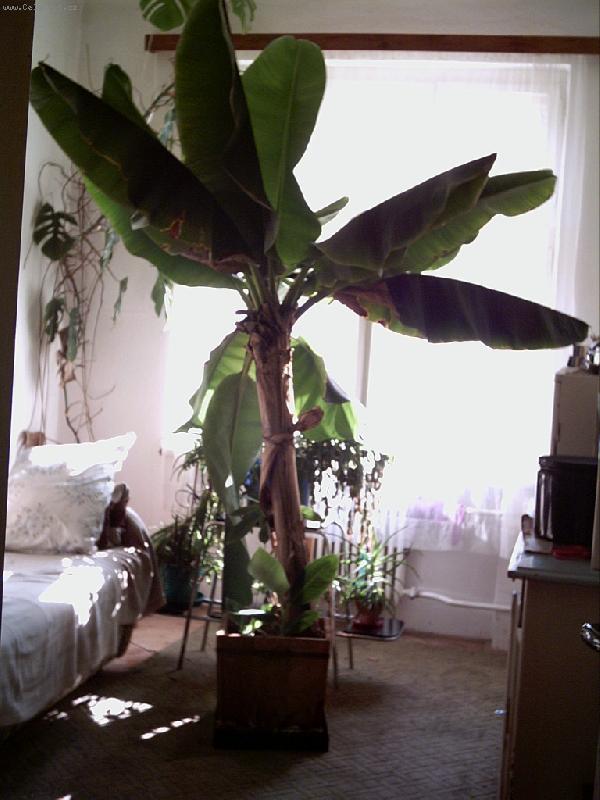 Foto: Ban�novn�k-n� ban�novn�k:)