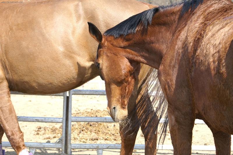 Foto: Farma B.Pol�vky