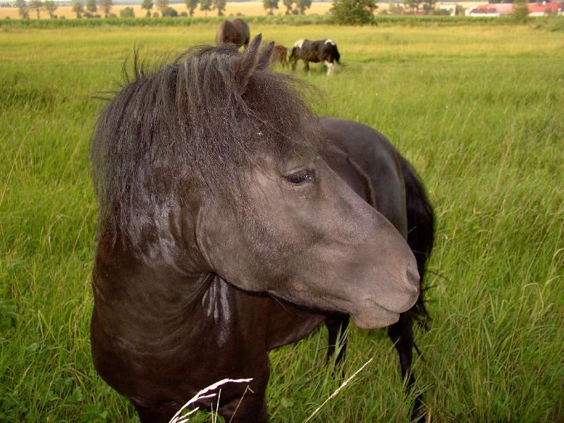 Foto: Portrét koně-Tuto fotografii jsem pořídil v Sedmihorkách v Českém ráji