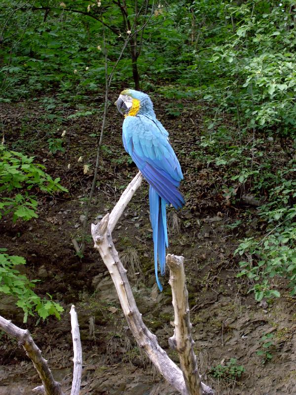 Foto: Ara-Pra�sk� ZOO