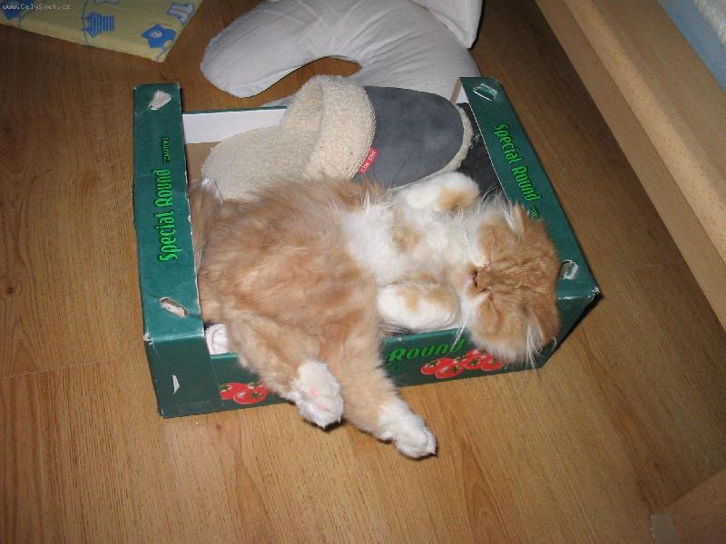 Foto: Pum�k sp��-v pracovn�ch pono�k�ch nen� zase a� tak �patn� span�