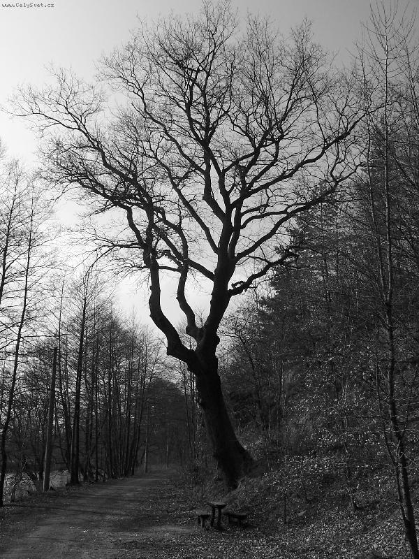 Foto: strom �ivota
