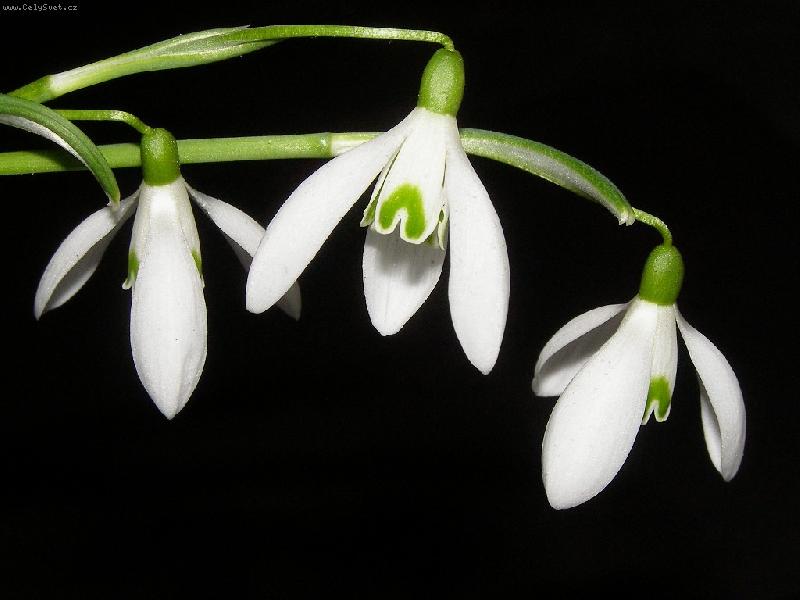 Foto: Z�ti�� se sn�enkami