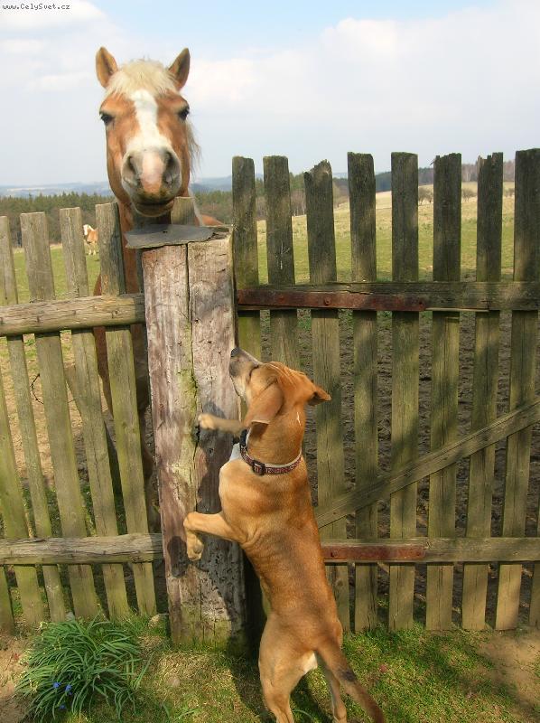 Foto: Ahoj..? Vypad� skoro stejn�, ale pro� si tak velikej?