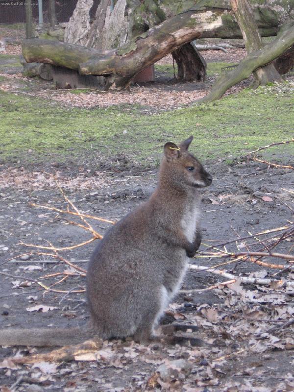 Foto: Klok�nek-Kde jste?