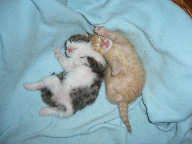 Foto: maxim�ln� pohoda-takhle se n�m v�lej�