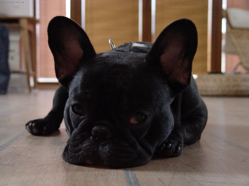 Foto: Fred Haj�man von Garden-pohodi�ka