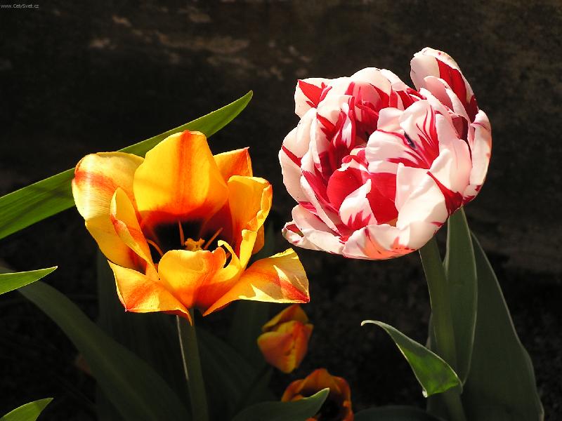 Foto: maminčiny tulipány