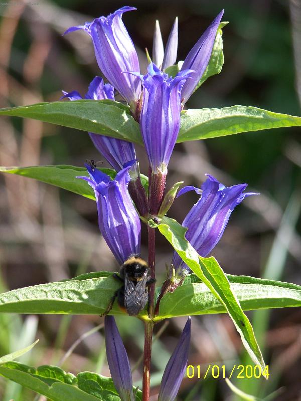 Foto: Horsk� kv�tena